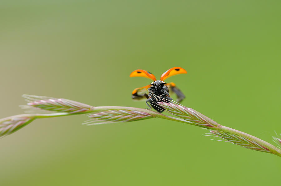 Ladybug Just Flies Photograph by Myu-myu