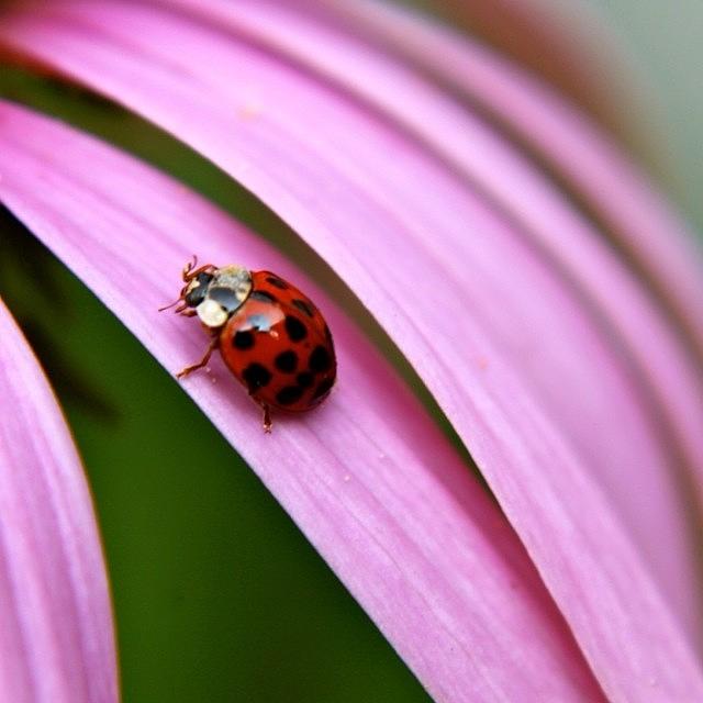 Ladybug Photograph - Ladybug by Justin Connor