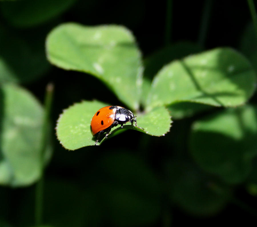 Ladybug Photograph by Karen Harrison Brown