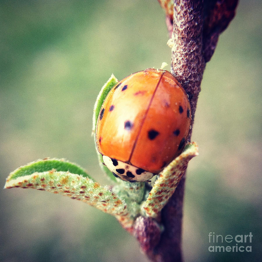 Ladybug  Photograph by Kerri Farley