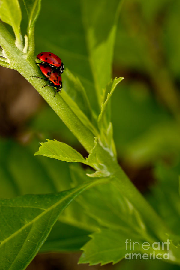 Ladybug Photograph - Ladybug Ladybug by Diana Black