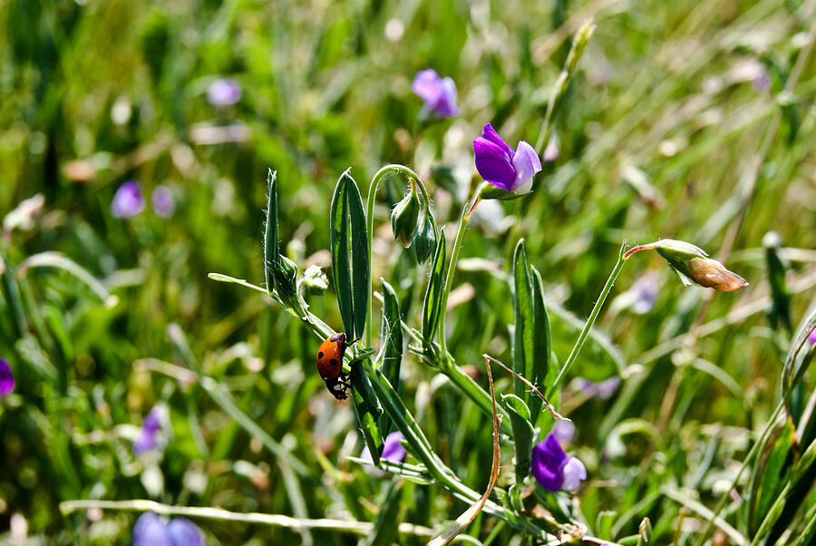 Ladybug Photograph by Lenora Bruce Fine Art America