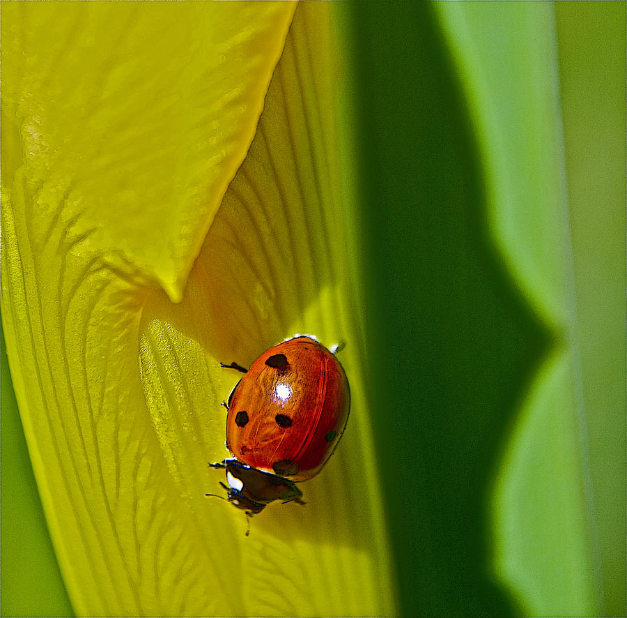 Ladybug Macro Photograph by Bill Owen