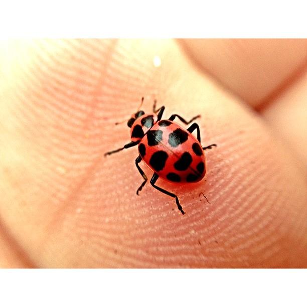 Ladybug Photograph - #ladybug by Mark Diefenderfer