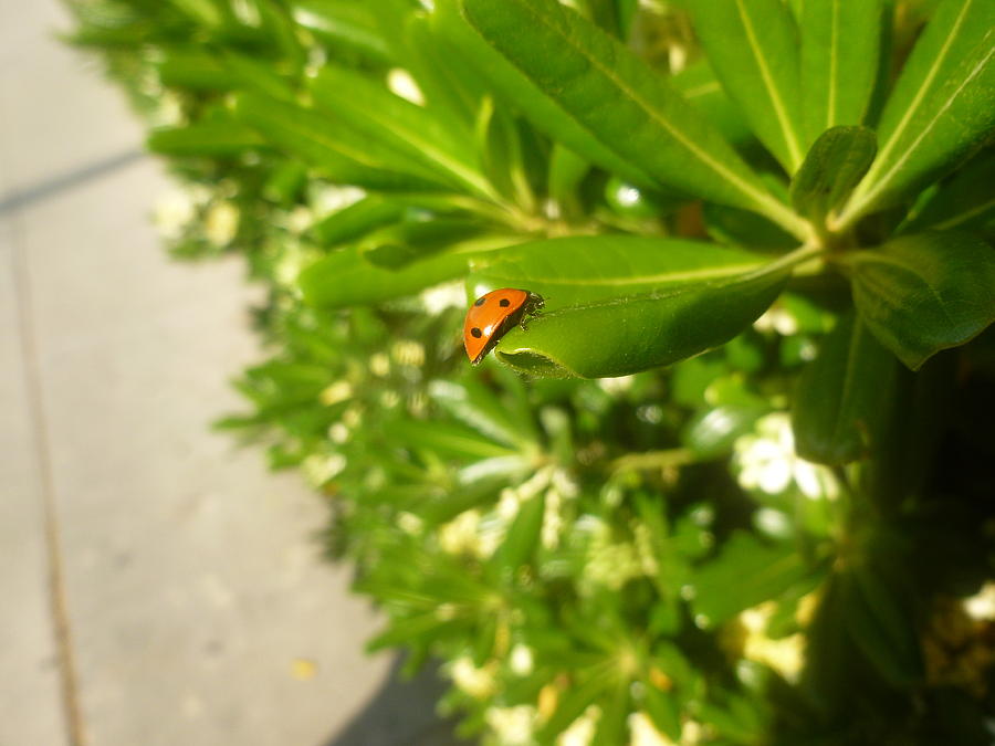 Ladybug Photograph - Ladybug by Montana Wilson
