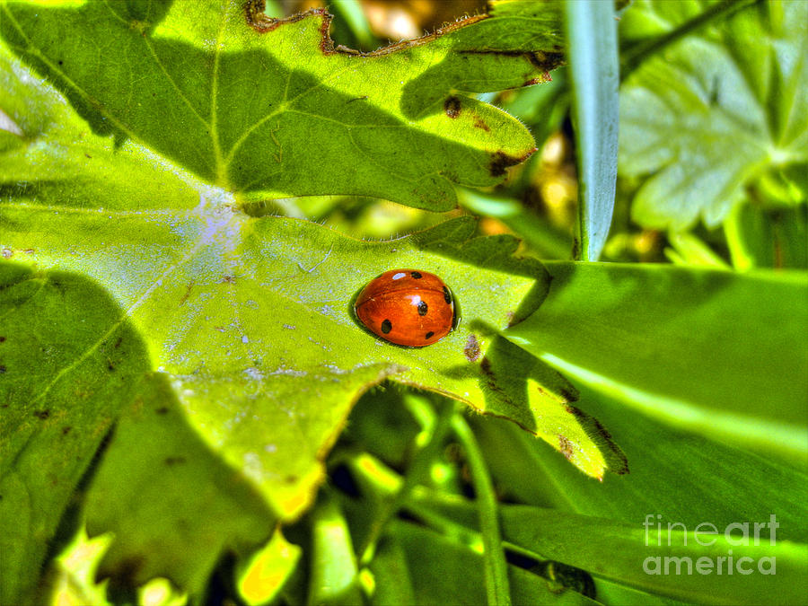 Ladybug Photograph by Nina Ficur Feenan