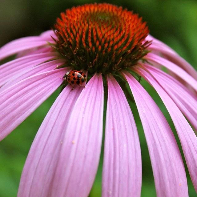 Nature Photograph - Ladybug On A Coneflower by Justin Connor