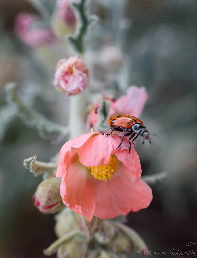 Ladybug on a Globemallow Photograph by Aaron Burrows