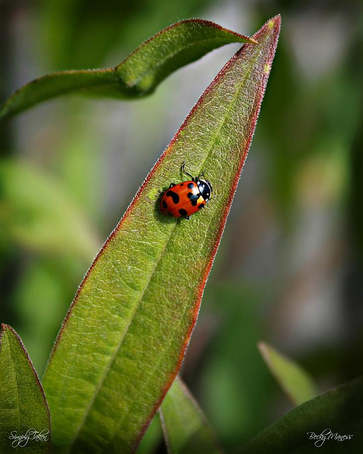 List 96+ Pictures lady bug on a leaf Updated