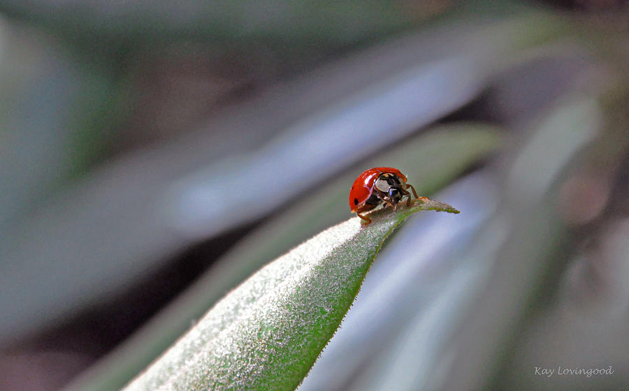 Ladybug on a Leaf Photograph by Kay Lovingood