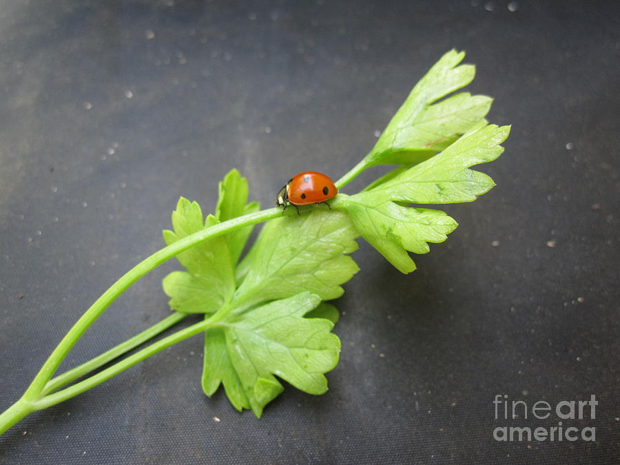 Ladybug Photograph - Ladybug on a Parsley Stalk 2 by Tara  Shalton
