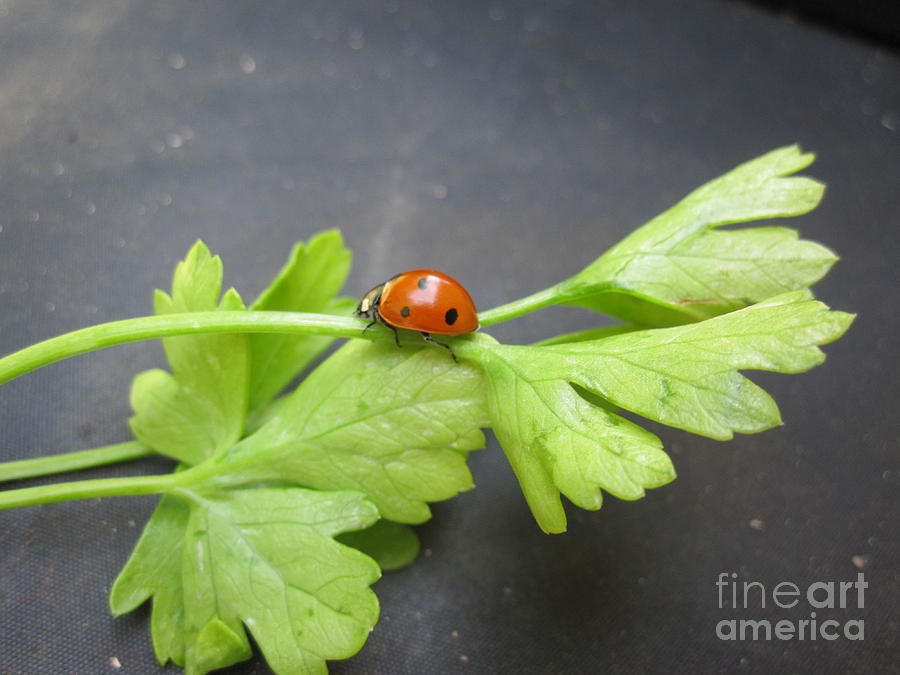Ladybug on a Parsley Stalk 3 Photograph by Tara  Shalton