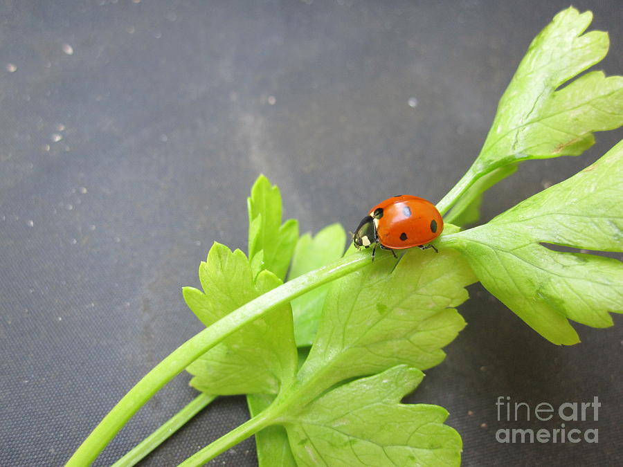 Ladybug on a Parsley Stalk 4 Photograph by Tara  Shalton