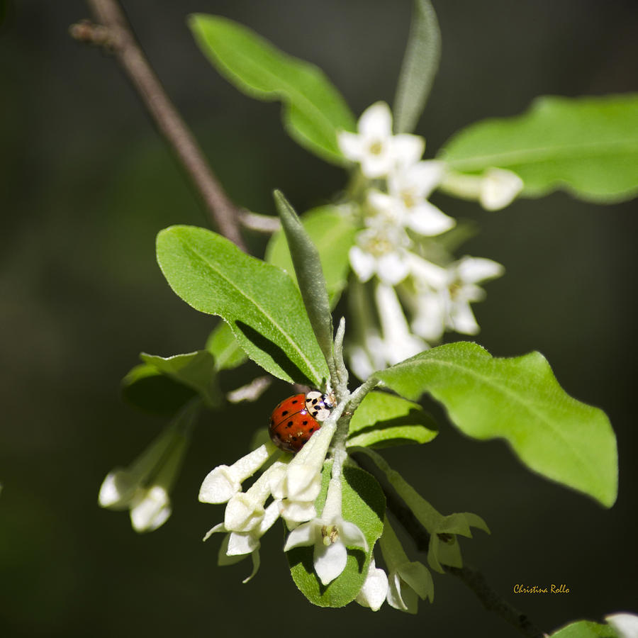 Ladybug on White Flowers Photograph by Christina Rollo