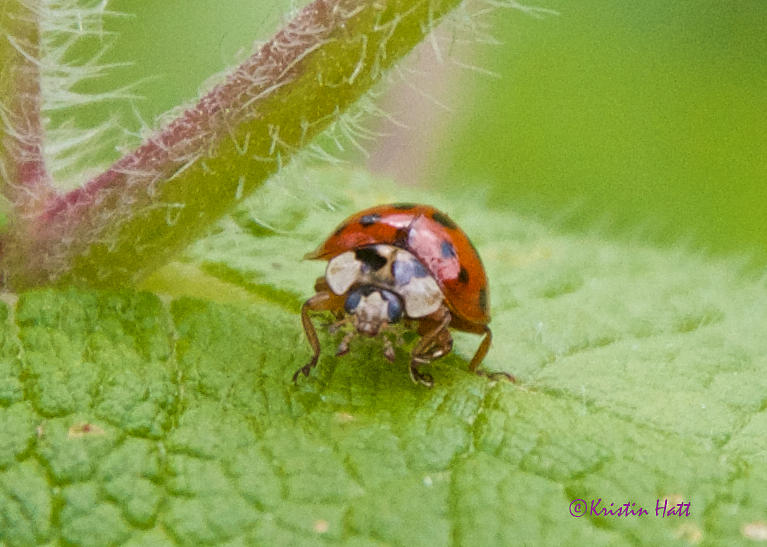 Ladybug on Boneset Leaf Photograph by Kristin Hatt