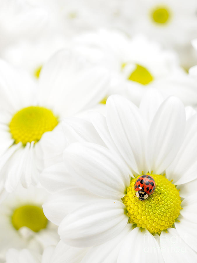 Ladybug On Daisies Photograph by Scott Linstead