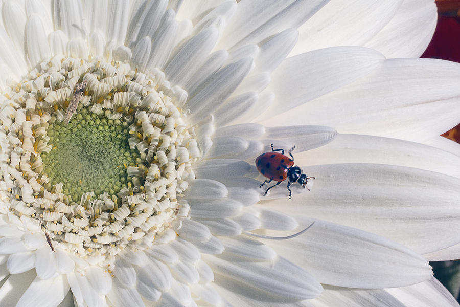 Ladybug On Daisy Petal Photograph by Garry Gay