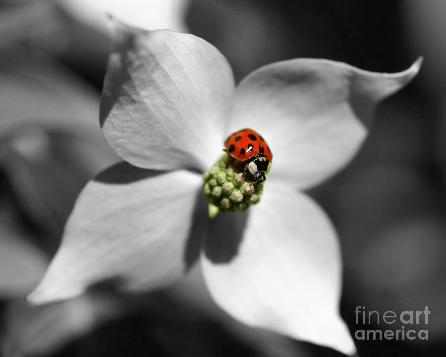 Ladybug On Dogwood Flower Photograph by Smilin Eyes Treasures