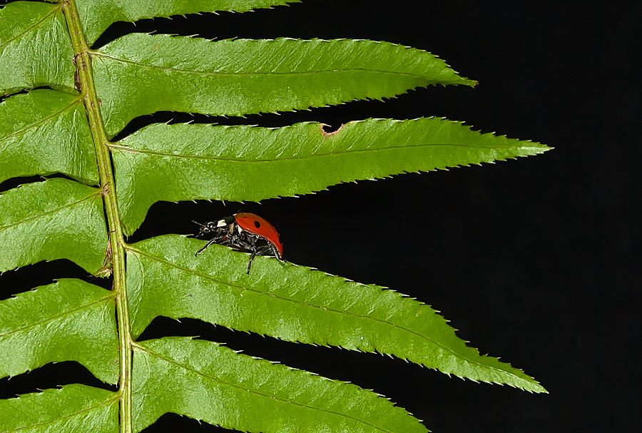 Ladybug on Fern Photograph by Jean Noren