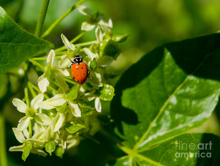 Ladybug On Flowers Photograph by Teri Atkins Brown