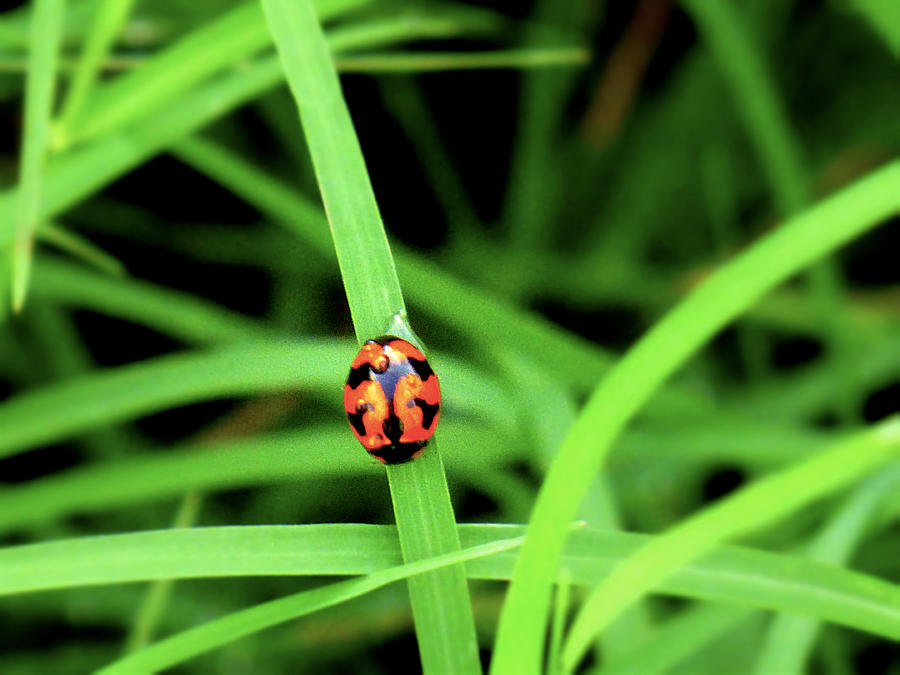 Ladybug Photograph - Ladybug on grass by Girish J