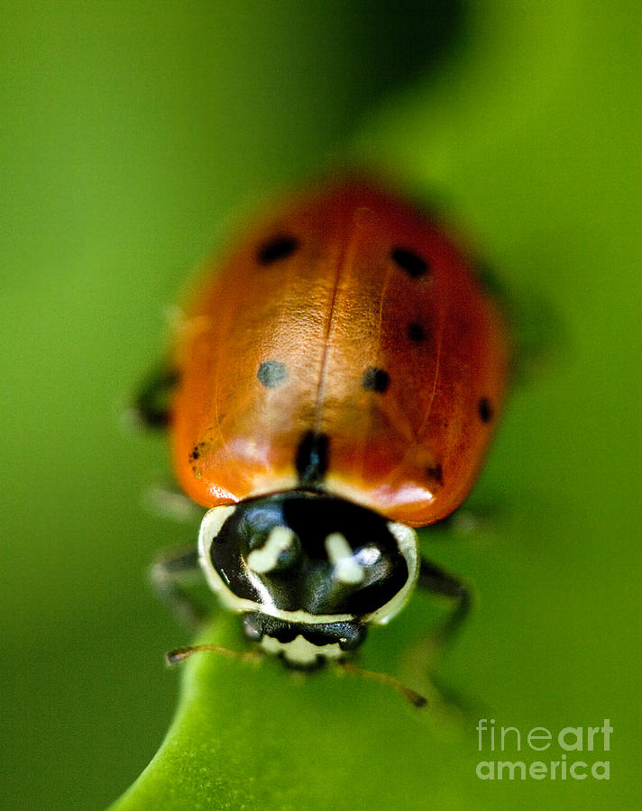 Ladybug Photograph - Ladybug on Leaf by Iris Richardson