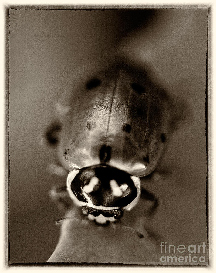 Ladybug Photograph - Ladybug on Green Leaf by Iris Richardson