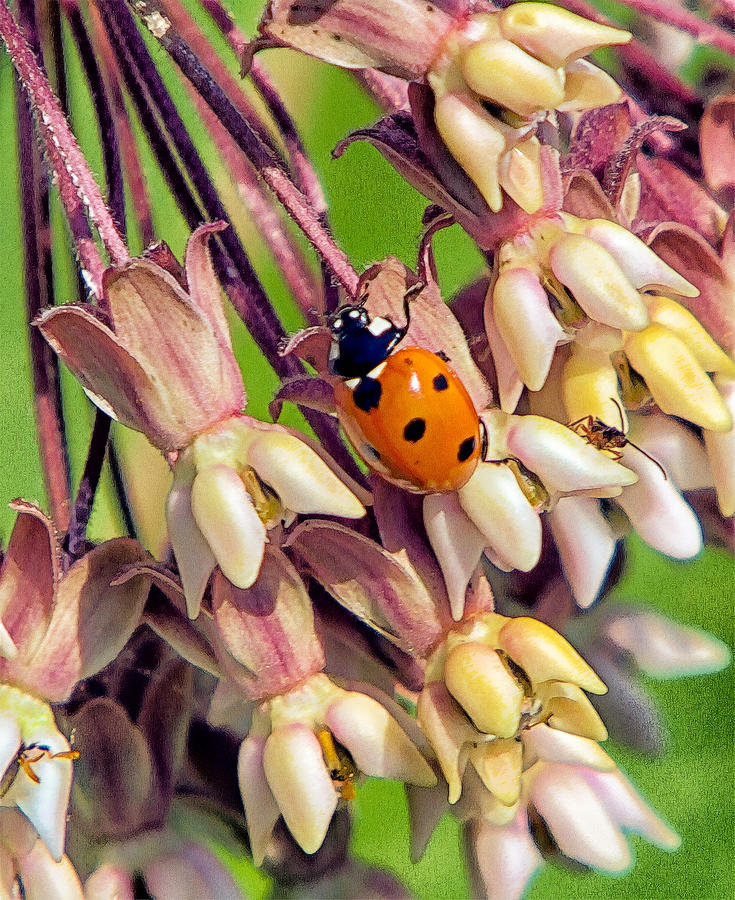 Ladybug And Friend On Milkweed Flower Photograph by Constantine Gregory