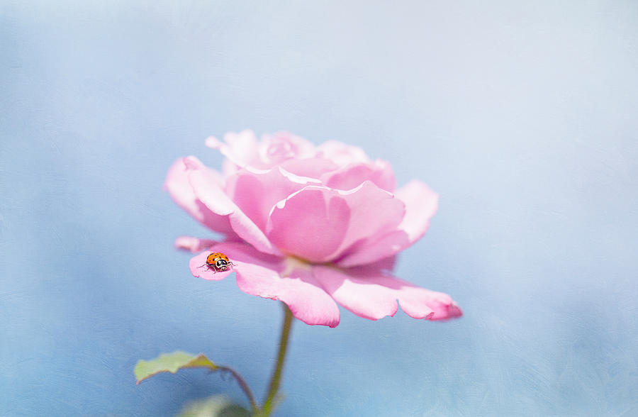 Ladybug On Pink Rose Photograph by Susangaryphotography