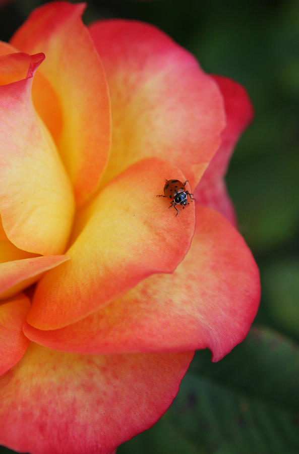 Ladybug Photograph - Ladybug On Rose by Her Arts Desire
