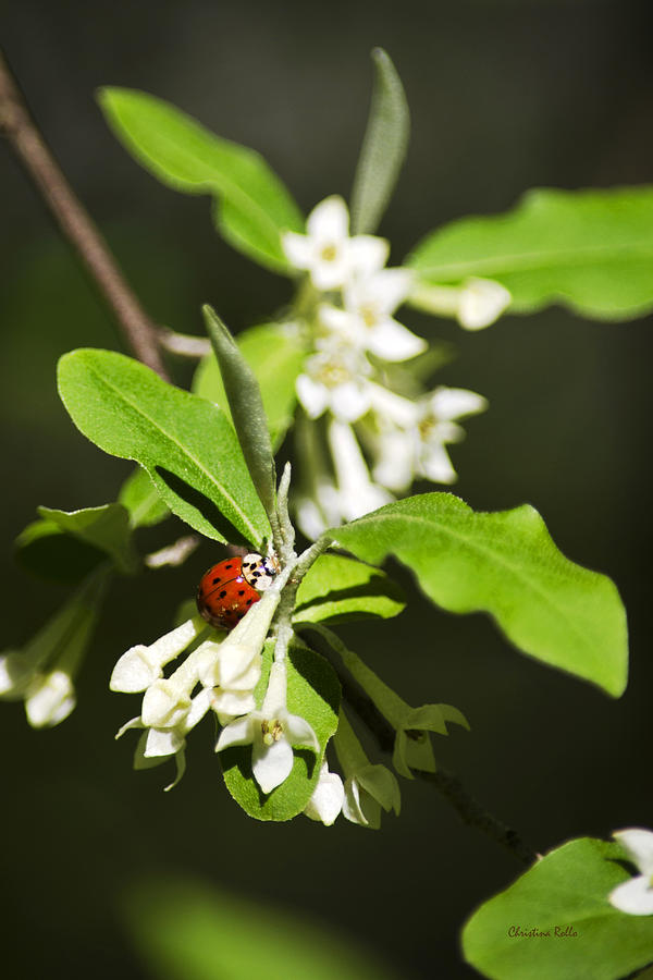 Ladybug and Flowers Photograph by Christina Rollo