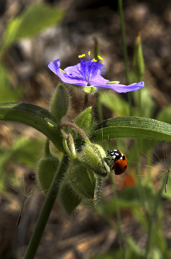 Ladybug on Spiderwort Photograph by Robert Camp