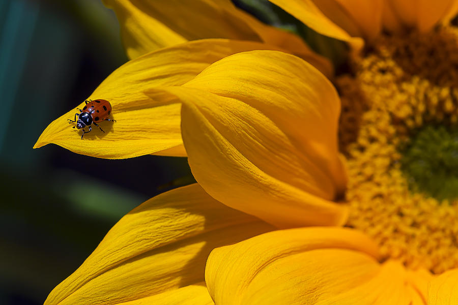 Ladybug On Sunflower Petal Photograph by Garry Gay