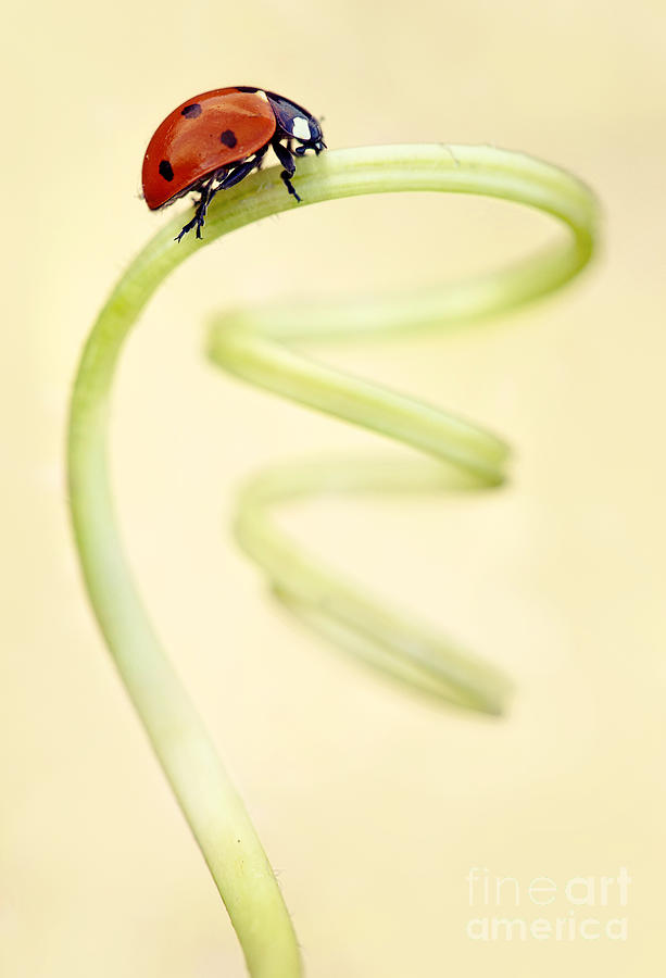 Ladybug on the green spring Photograph by Jaroslaw Blaminsky
