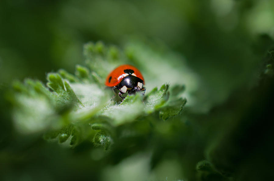 Ladybug on the Move Photograph by Jordan Blackstone