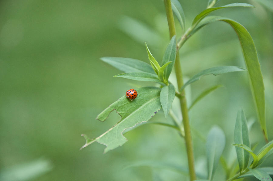 Ladybug on the Move Photograph by Kristin Hatt