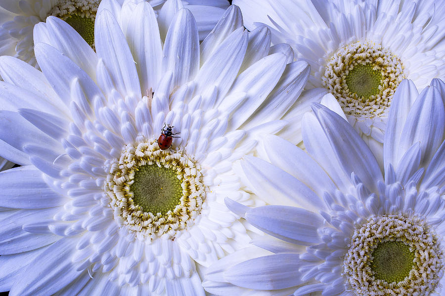 Ladybug On White Daisy Photograph by Garry Gay