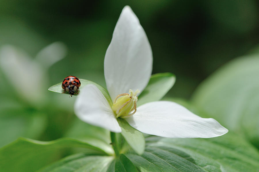 Ladybug On White Flower Photograph by Myu-myu