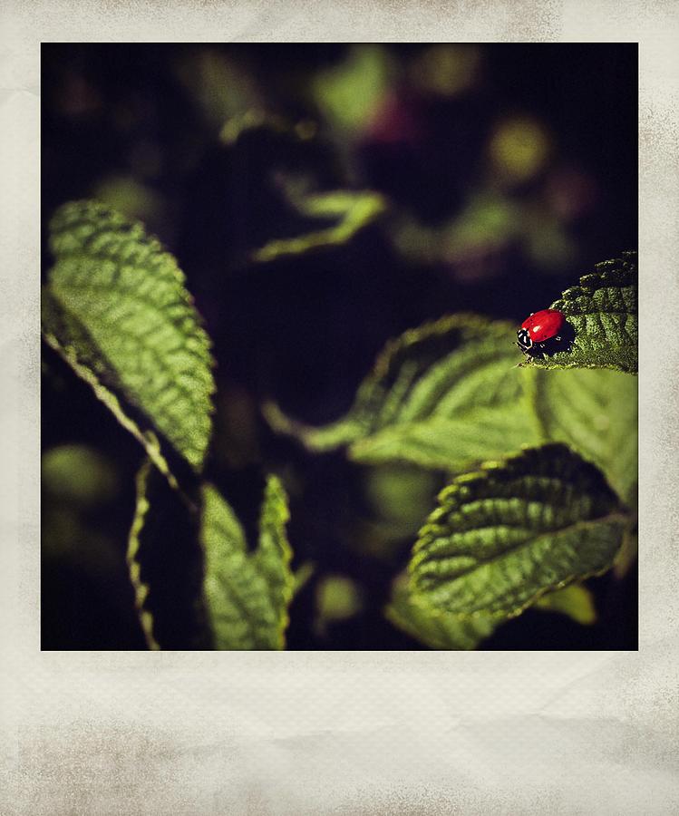 Ladybug Polaroid Photograph by Bradley R Youngberg
