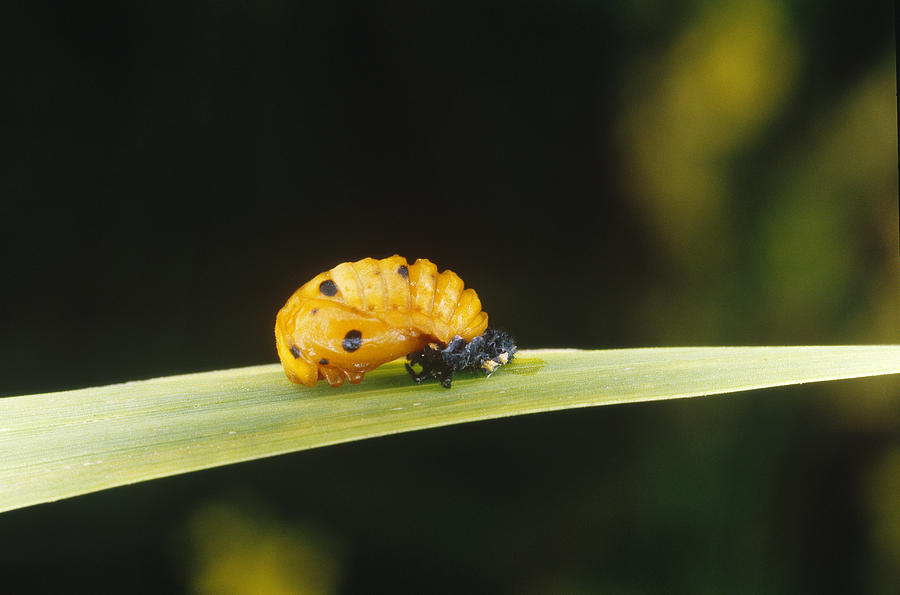 Ladybug Pupa Photograph by John Mitchell