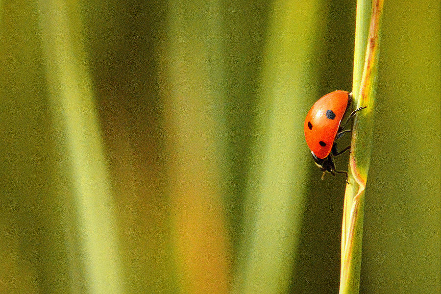 Ladybug Refuge.. Photograph by Al Swasey