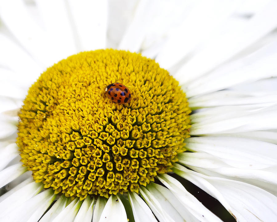Ladybug Photograph by Rhonda McDougall