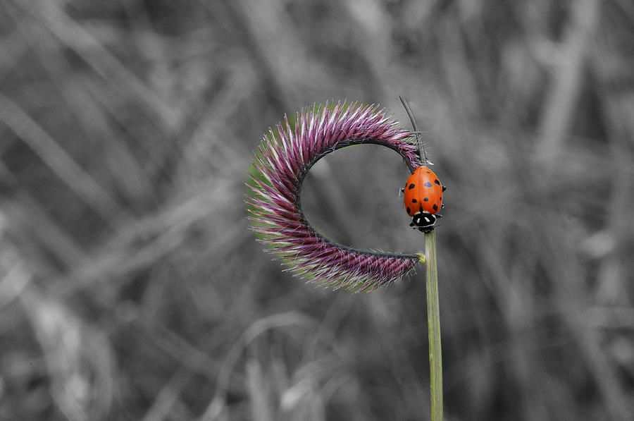 Ladybug Photograph by Ron White