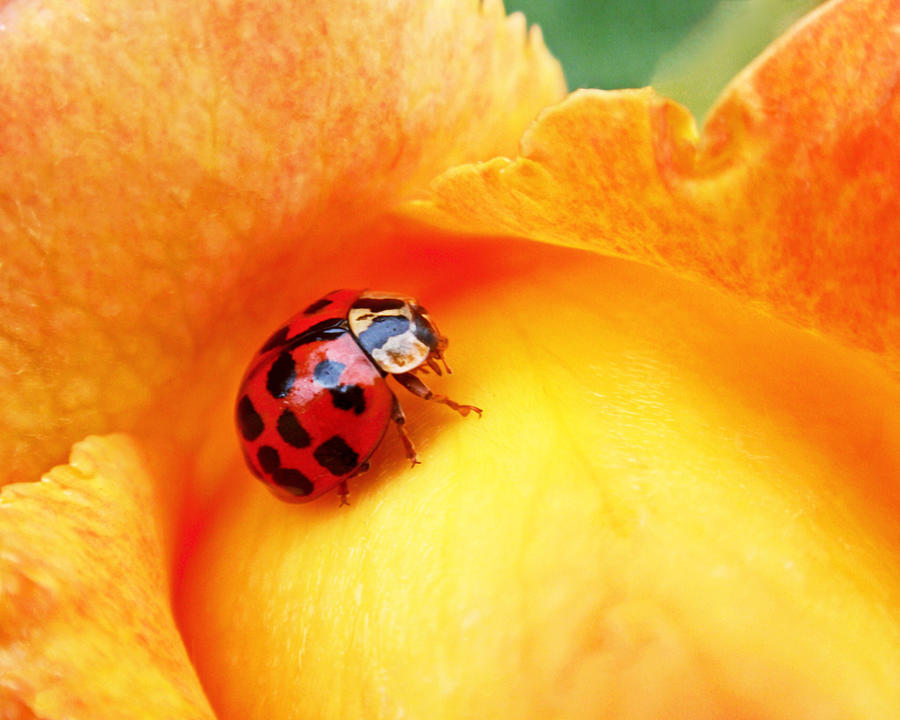 Ladybug Photograph - Ladybug by Rona Black