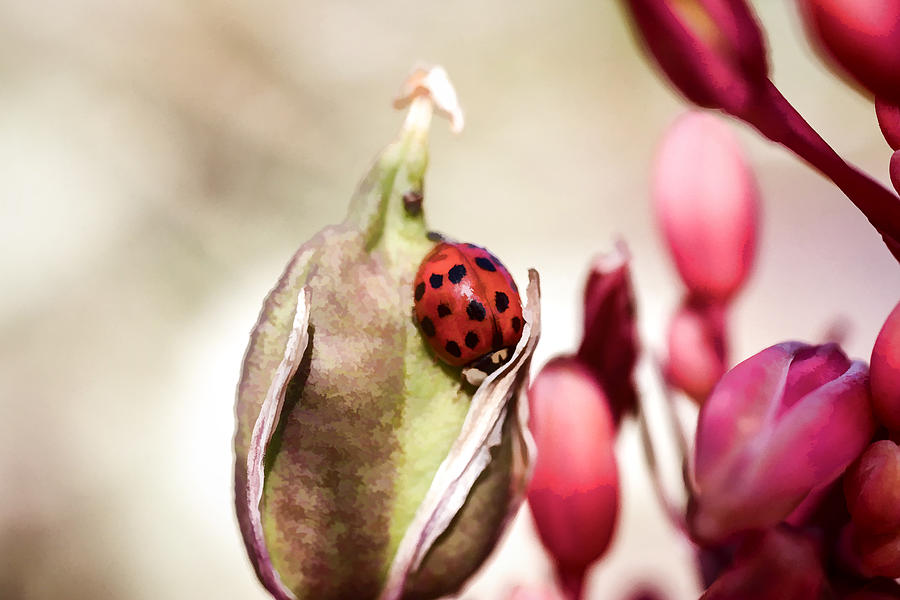 Ladybug Digital Art by Photographic Art by Russel Ray Photos