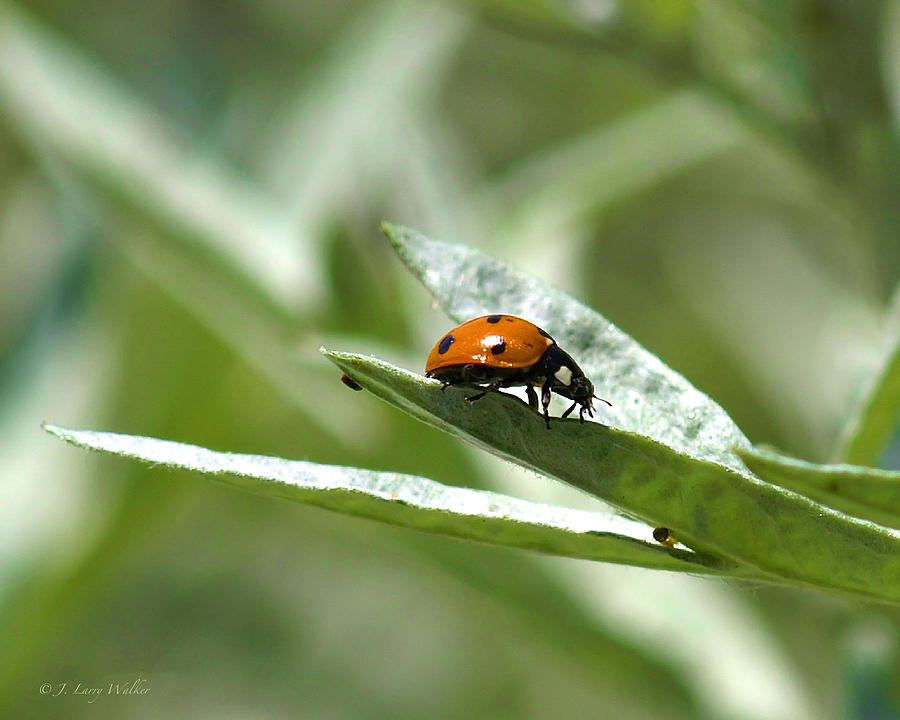 Ladybug Searching Digital Art by J Larry Walker