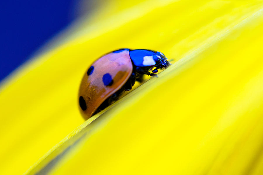 Ladybug Photograph by Sybrand De Bruin - Fine Art America