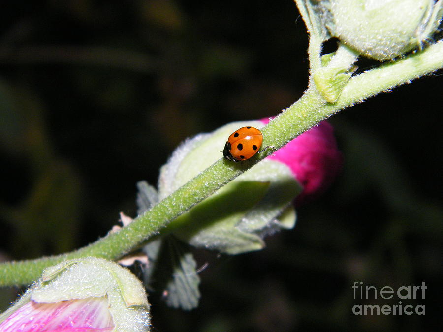 Ladybug Taking an Evening Stroll Photograph by Ann E Robson