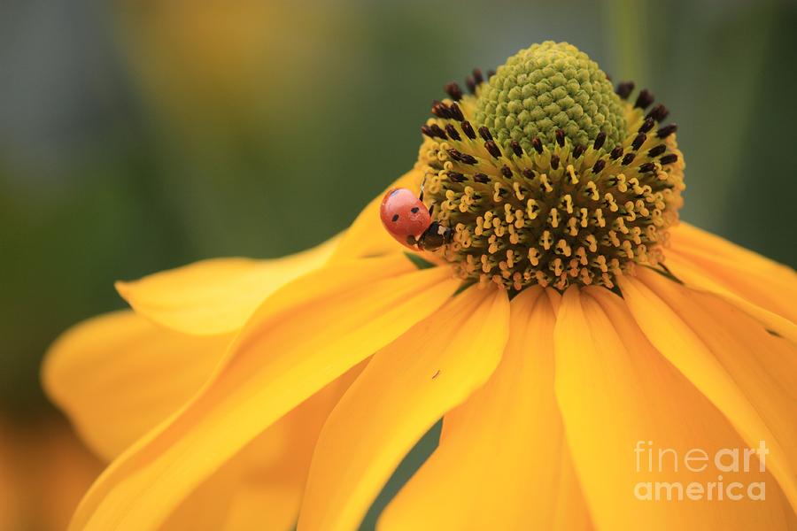 Ladybug Time Photograph by Carol Groenen