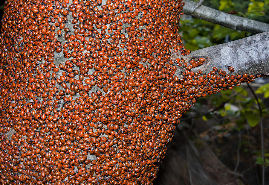 Ladybug Tree Photograph by Kathleen Bishop